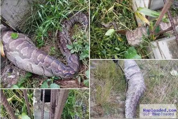 See The Huge Python A Man Met At His Work Site In Warri, Delta (Shocking Photos)
